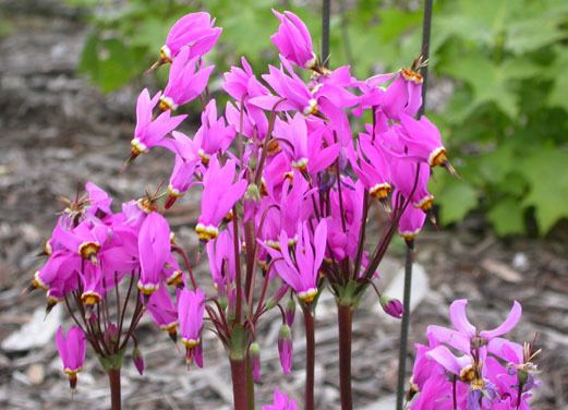 Dodecatheon jeffreyi Dodecatheon jeffreyi