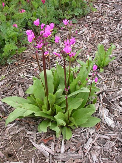 Dodecatheon jeffreyi Dodecatheon jeffreyi