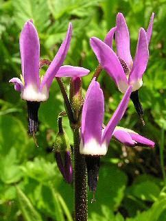 Dodecatheon jeffreyi Washington Native Plant Society Photograph of Dodecatheon jeffreyi