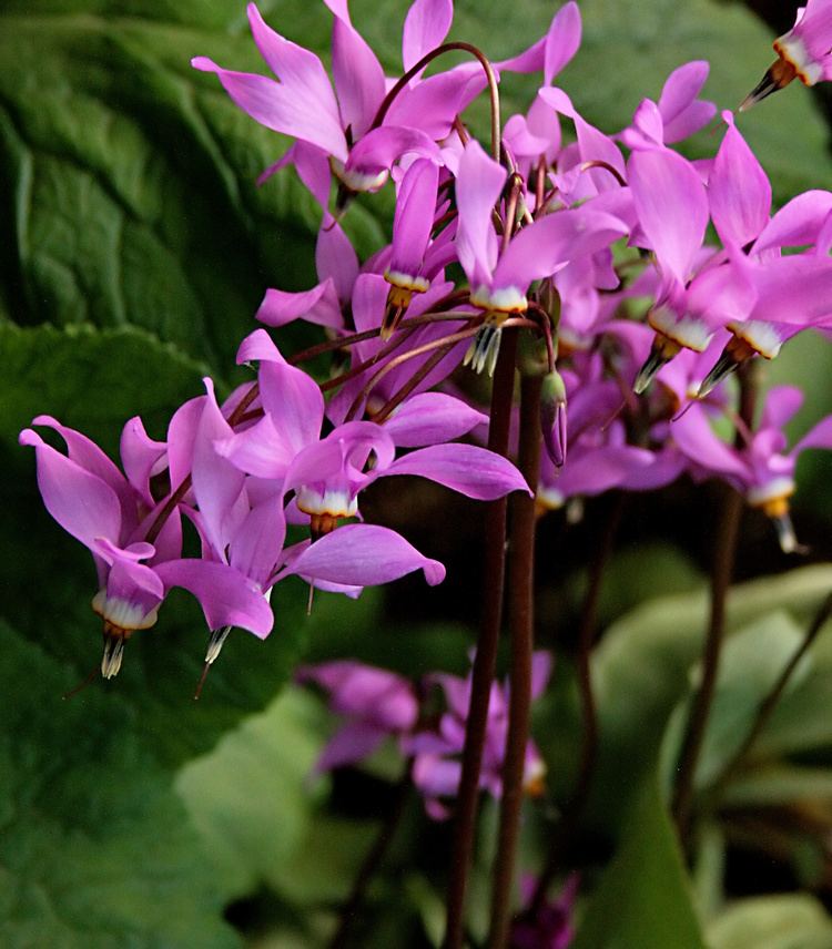 Dodecatheon jeffreyi FileDodecatheon jeffreyi 5898 filteredjpg Wikimedia Commons