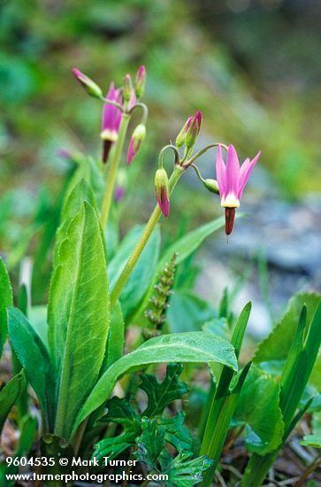 Dodecatheon jeffreyi Dodecatheon jeffreyi tall mountain shooting star Wildflowers of