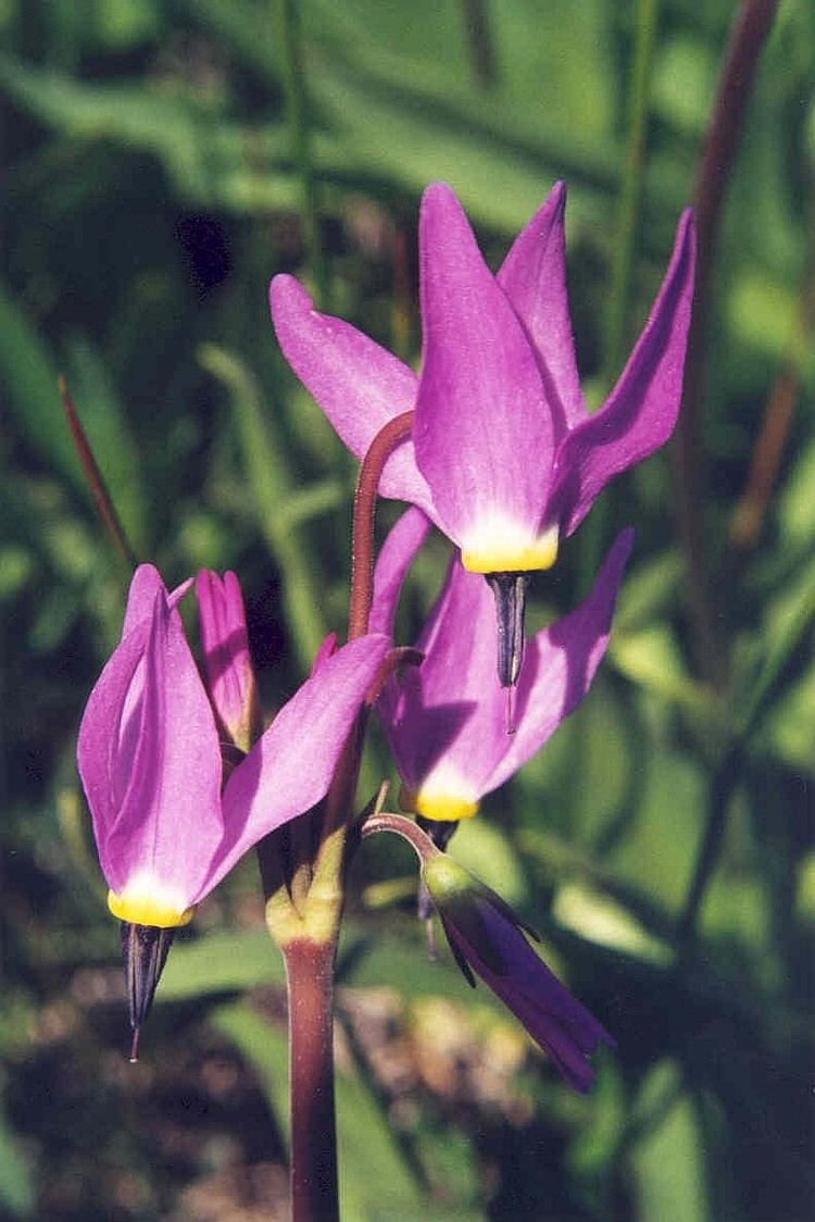 Dodecatheon jeffreyi Jeffrey39s Shooting Star Dodecatheon jeffreyi Photos Diagrams