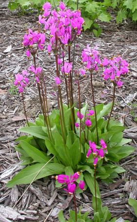 Dodecatheon jeffreyi aggiehorticulturetamueduornamentalscornellhe