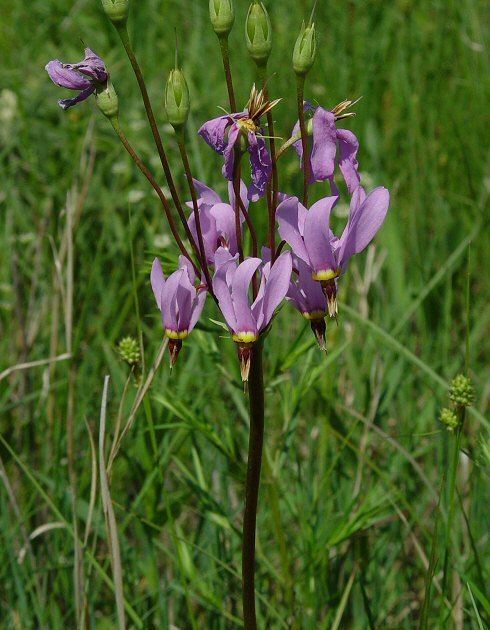 Dodecatheon meadia Dodecatheon meadia page