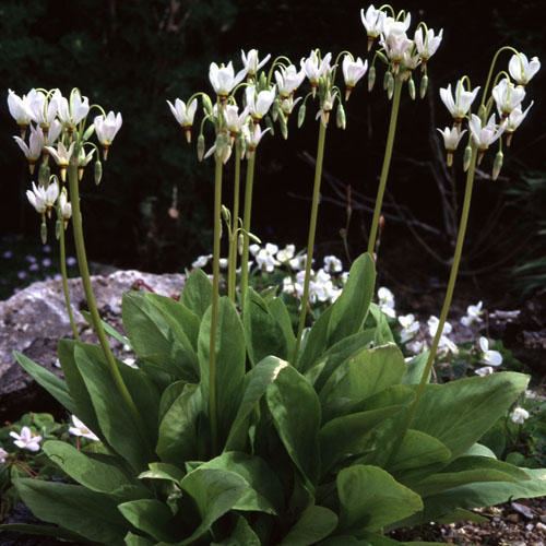 Dodecatheon meadia DODECATHEON MEADIA ALBUM SEEDS Shooting Stars White Flowered