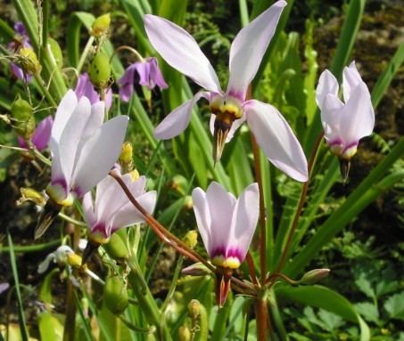 Dodecatheon meadia Dodecatheon meadia Shooting Star Primulaceae Environmental