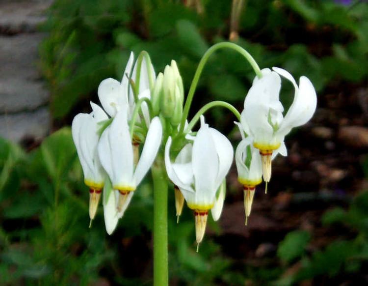 Dodecatheon meadia Dodecatheon meadia Shooting Star Potted Plants