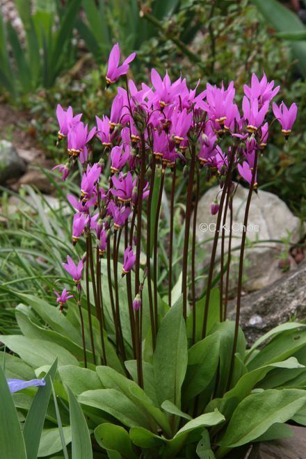 Dodecatheon meadia Garden Canadensis Dodecatheon meadia 39Giroselle39