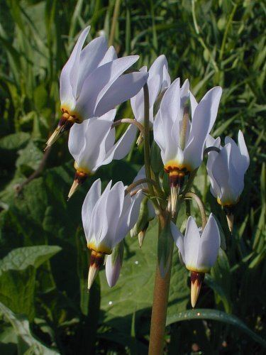 Dodecatheon meadia Shooting Star Dodecatheon meadia