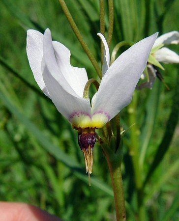 Dodecatheon meadia Dodecatheon meadia page