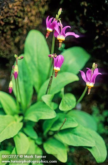 Dodecatheon pulchellum Dodecatheon pulchellum fewflowered shooting star Wildflowers of