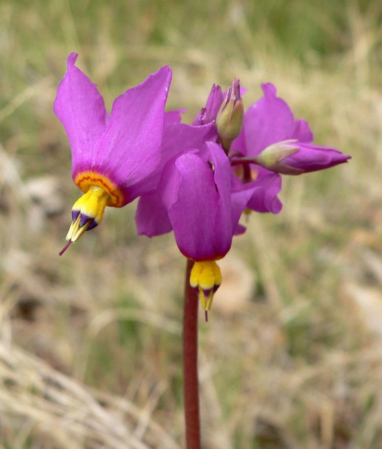 Dodecatheon pulchellum FileDodecatheon pulchellum ssp pulchellum 6jpg Wikimedia Commons