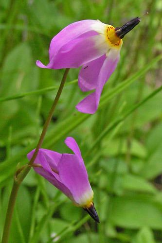 Dodecatheon pulchellum Southwest Colorado Wildflowers Dodecatheon pulchellum