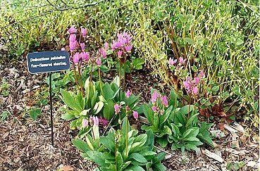 Dodecatheon pulchellum Skagit Valley Native Plant Garden Dodecatheon pulchellum