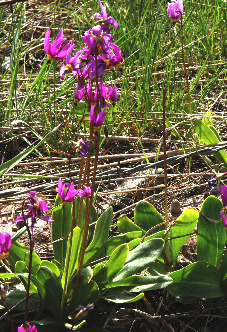 Dodecatheon pulchellum pretty shooting star Dodecatheon pulchellum Blackfoot Native Plants