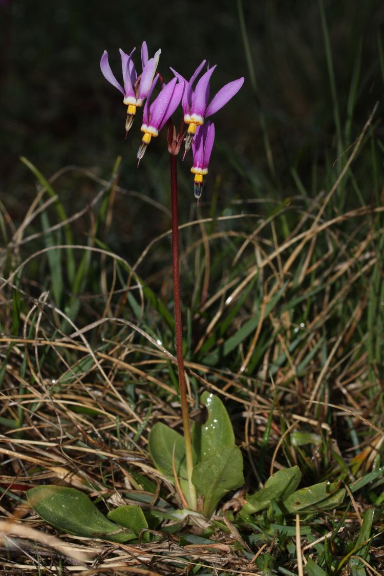 Dodecatheon pulchellum FileDodecatheon pulchellum 5802JPG Wikimedia Commons