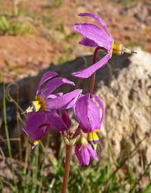 Dodecatheon pulchellum httpsuploadwikimediaorgwikipediacommonsthu