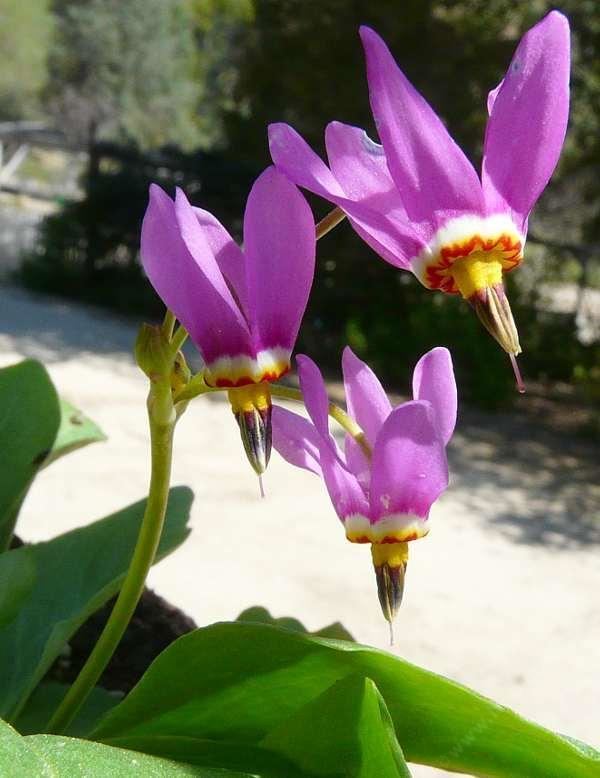 Dodecatheon pulchellum Dodecatheon pulchellum Shooting Star