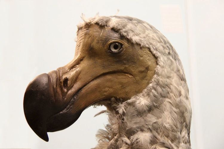 Dodo In Photos The Famous Flightless Dodo Bird