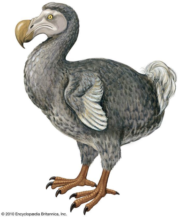 Dodo 1000 images about dodo on Pinterest Madagascar Mauritius and Museums