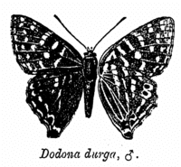 Dodona (genus) httpsd1k5w7mbrh6vq5cloudfrontnetimagescache