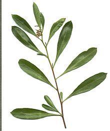 Dodonaea angustifolia httpsuploadwikimediaorgwikipediacommonsthu