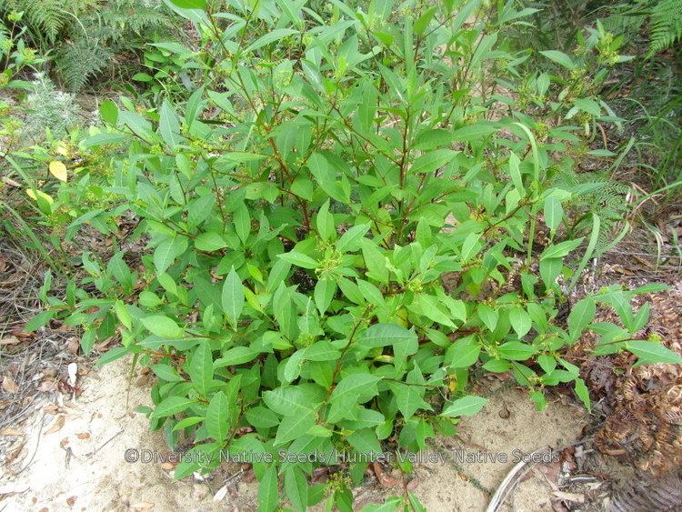 Dodonaea triquetra Dodonaea triquetra largeleaf hop bush Diversity Native Seeds
