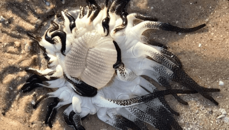 Dofleinia armata on the sand