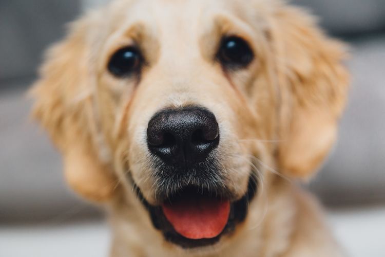 Dog Dog images Pexels Free Stock Photos