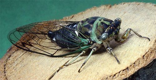 Dog-day cicada Dogday Cicadas Revisited Tibicen canicularis