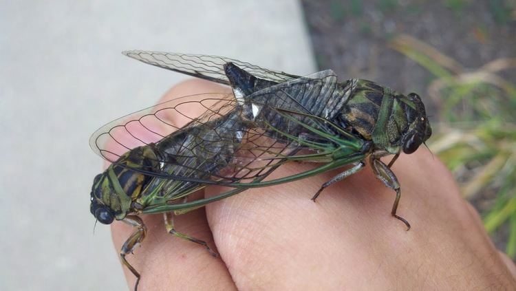 Dog-day cicada httpsuploadwikimediaorgwikipediacommons55