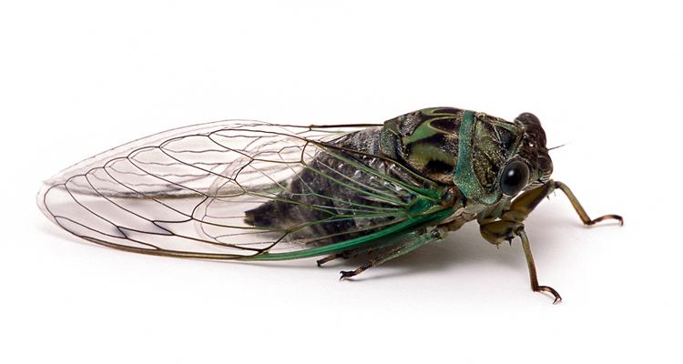 Dog-day cicada Dogday Cicada Songs of Insects