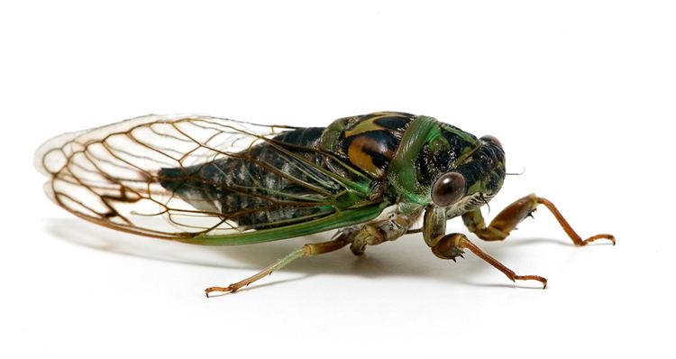 Dog-day cicada Davis39 Southeastern Dogday Cicada Songs of Insects