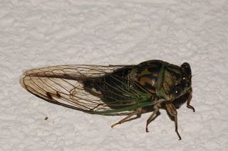 Dog-day cicada Tibicen canicularis Dogday cicada Discover Life
