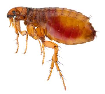 Dog flea Fleas Pets amp Parasites The Pet Owner39s Parasite Resource
