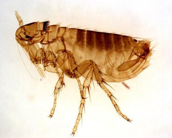 Dog flea Best Home Remedies For Fleas On Dogs Which Natural Flea Treatment