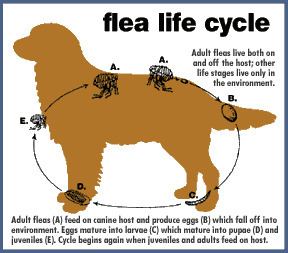 Dog flea Advantage II Flea Control for Dogs Bayer Advantage II Topical Flea