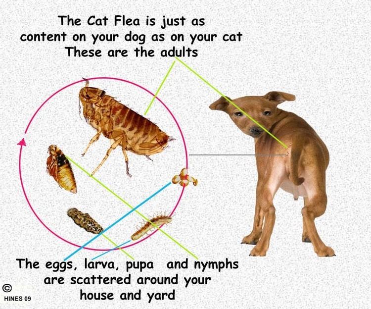 Dog flea Fleas And Ticks On Your Dog Cat Or Ferret How To Stop The Problem