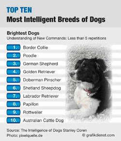 Dog intelligence Dog vs toddlerjust who is smarter Pet News and Views
