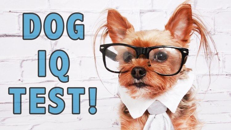 Dog intelligence Dog IQ TestTesting My Dogs39 Intelligence YouTube