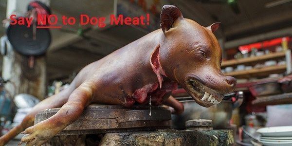 Dog meat petition STOP American Restaurant from Selling Dog Meat