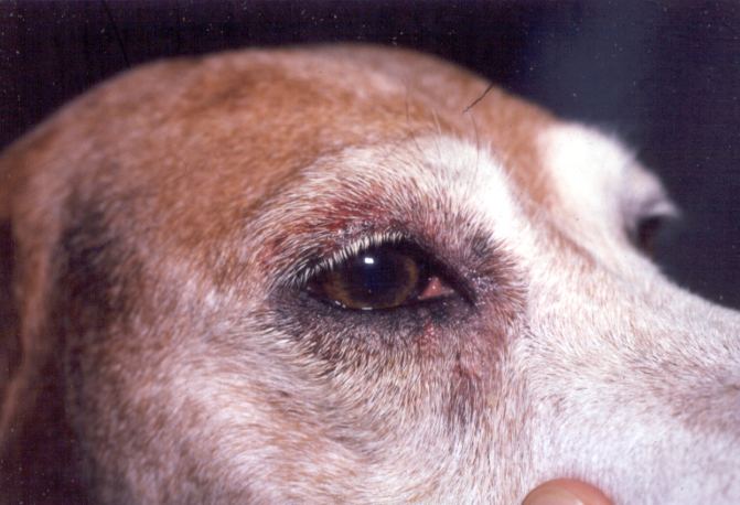 Dog skin disorders