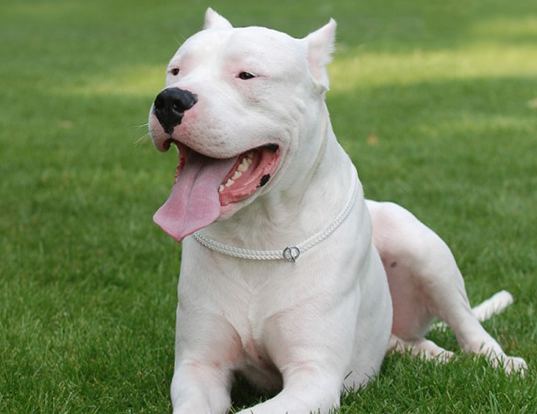 Dogo Argentino LIFE SPAN OF DOGO ARGENTINO