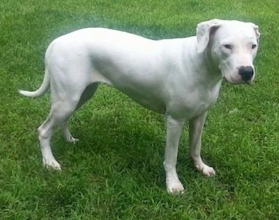 Dogo Argentino Dogo Argentino Dog Breed Information and Pictures