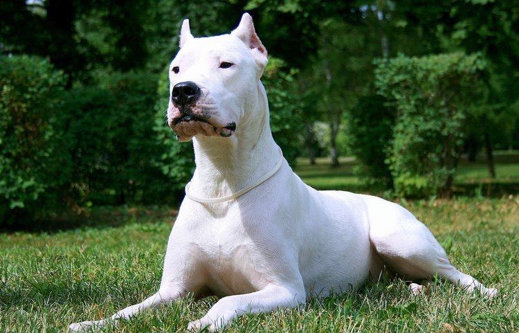 Dogo Argentino Dogo ArgentinoThe lord of the dogs YouTube