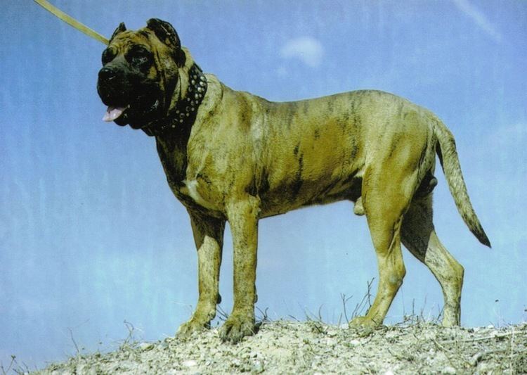Dogo Cubano Dogo Cubano Cuban Mastiff Dog Breed Standards