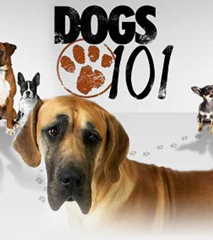 Dogs 101 1000 images about Animal Planet39s Dogs 101 on Pinterest Shetland