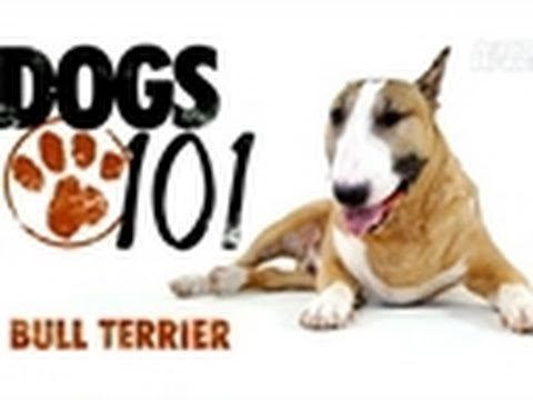 Dogs 101 Dogs 101 Bull Terrier YouTube
