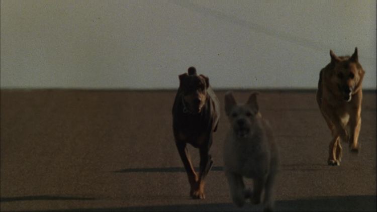 Dogs (1976 film) Dogs 1976 HORRORPEDIA