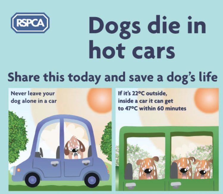 Dogs Die in Hot Cars Dogs Die In Hot Cars Warning Your Rights And Actions If You See A